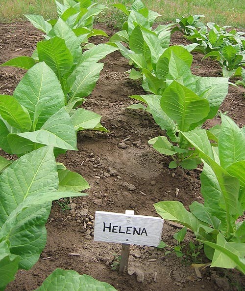 1000 Helena Tobacco Seeds ~ Smooth Mild Nicotiana Tabacum ~ Good Yields! ~ Early