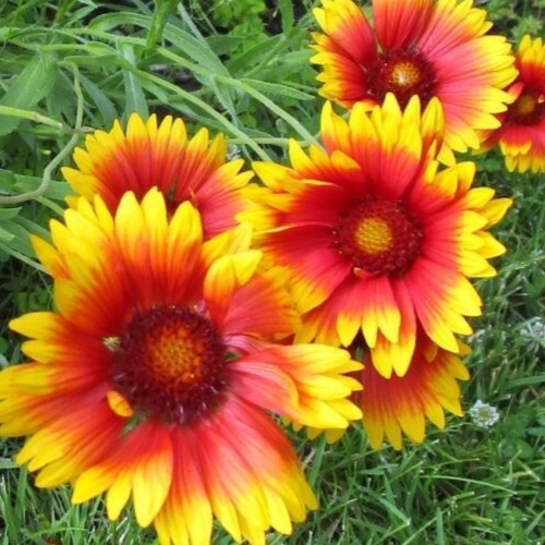 GAILLARDIA SEEDS 200+ BLANKET FLOWER perennial FLOWER garden FREE SHIPPING