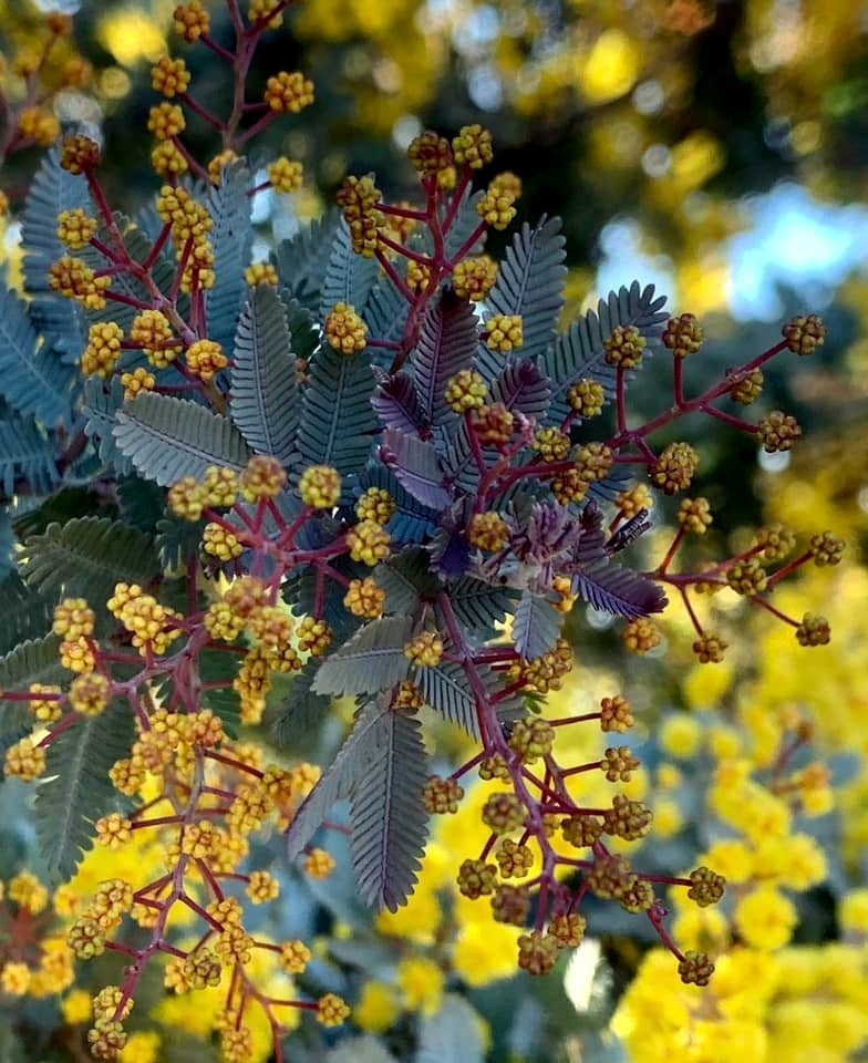 Acacia Baileyana v. Purpurea Tree Seeds “Purple Fern Leaf Mimosa” Yellow Flower