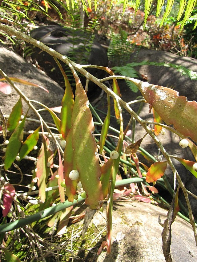 Rhipsalis ramulosa | Red Mistletoe Cactus | 10 Seeds