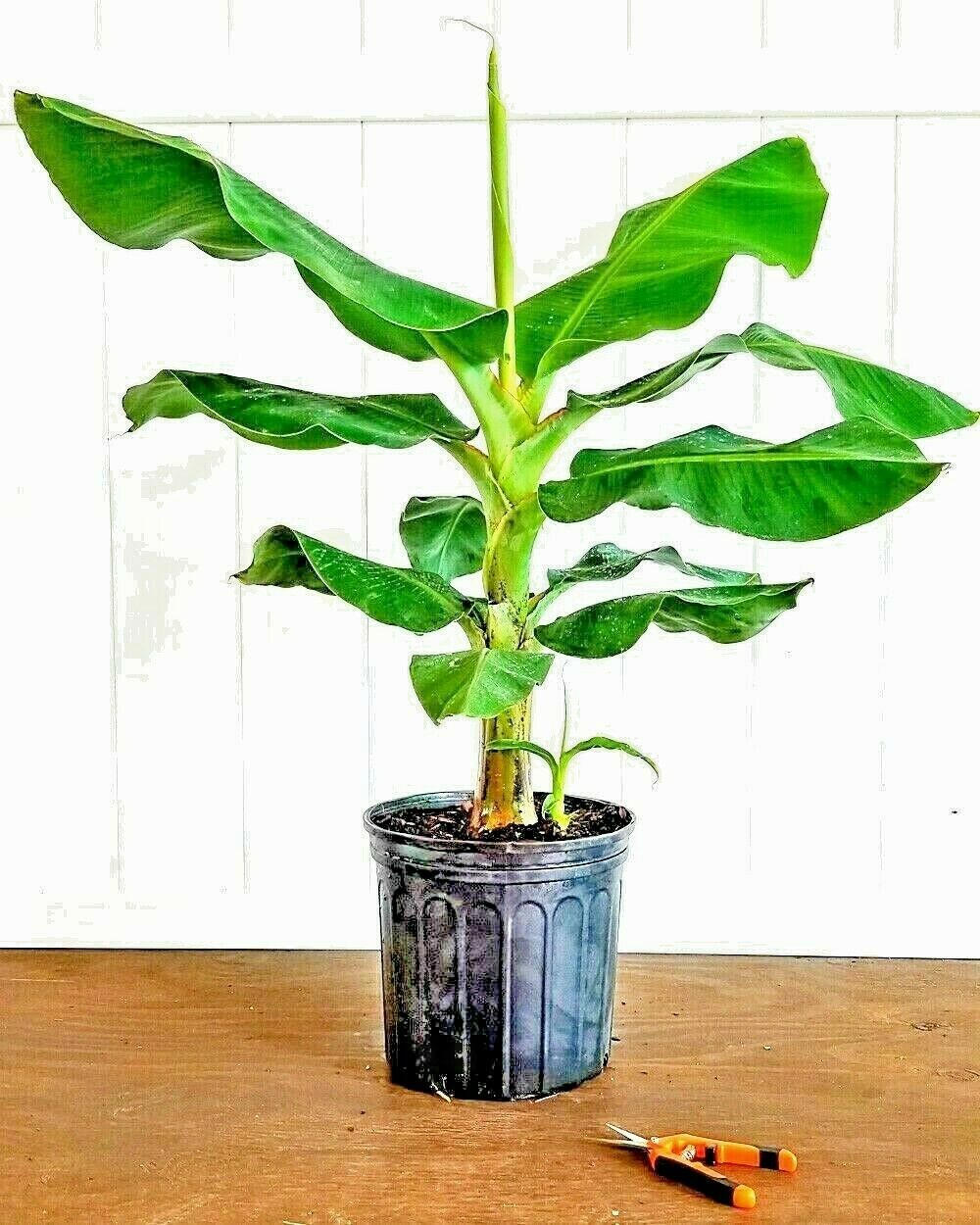 10 “DWARF” Cavendish BANANA Tree Seeds Musa acuminata Hardy Tropical Fruit Plant