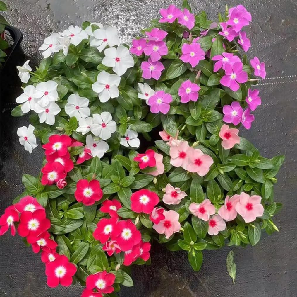100PCS Mixed Vinca Minor Seeds Periwinkle Home Garden Seeds Heirloom Flower