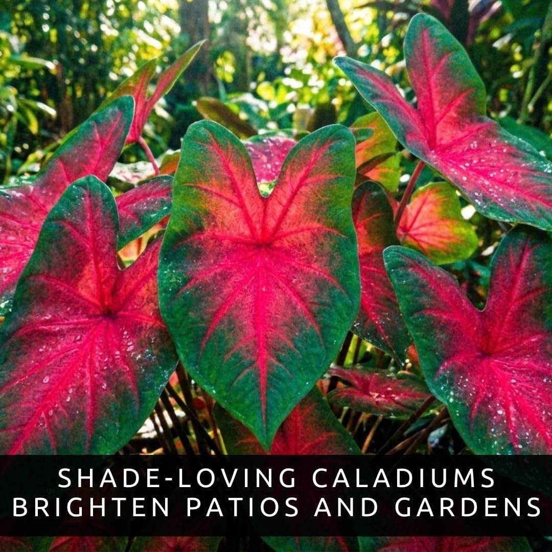Caladium Buck 6 Bulbs – Elegance for Shady Gardens – Perennial Hosta, Elephan…