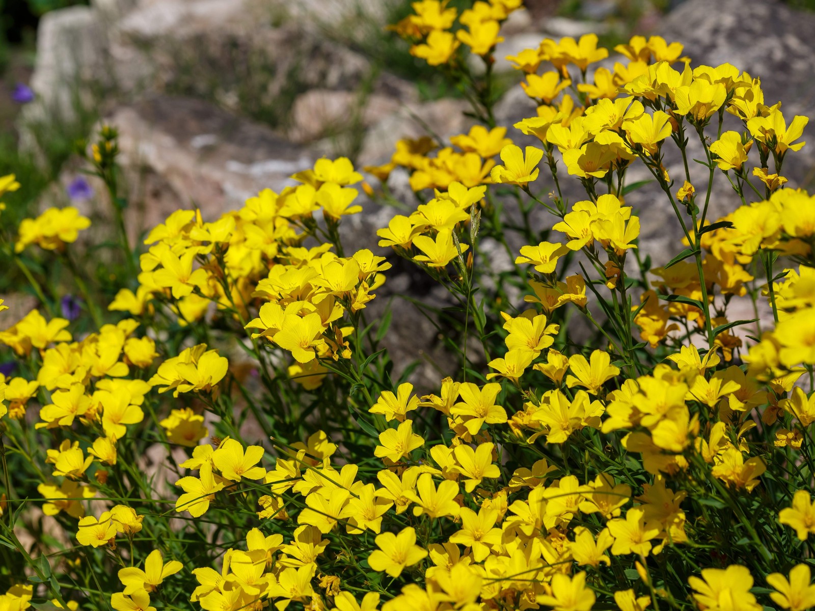 500 Organic GOLDEN FLAX Yellow Linseed Common Linum Flavum Flower Seeds