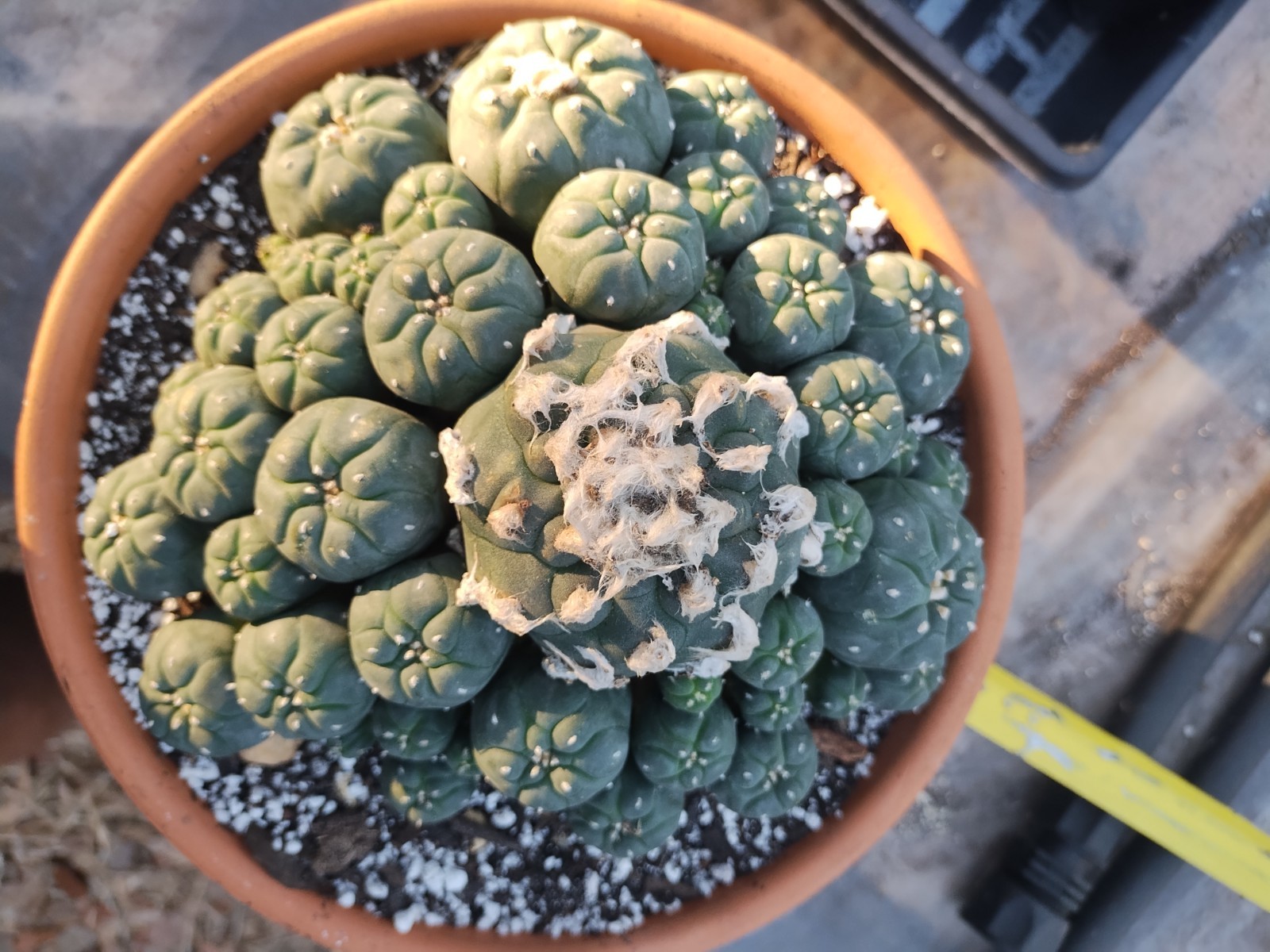 Cactus And Succulent Pesticide, Safe For People And Pollenators. Starkle G