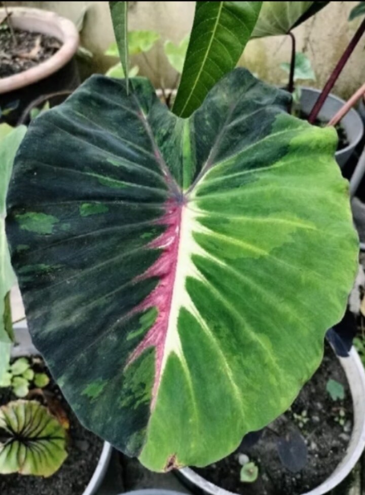 AUTHENTIC Colocasia Starlight 1 bulbs