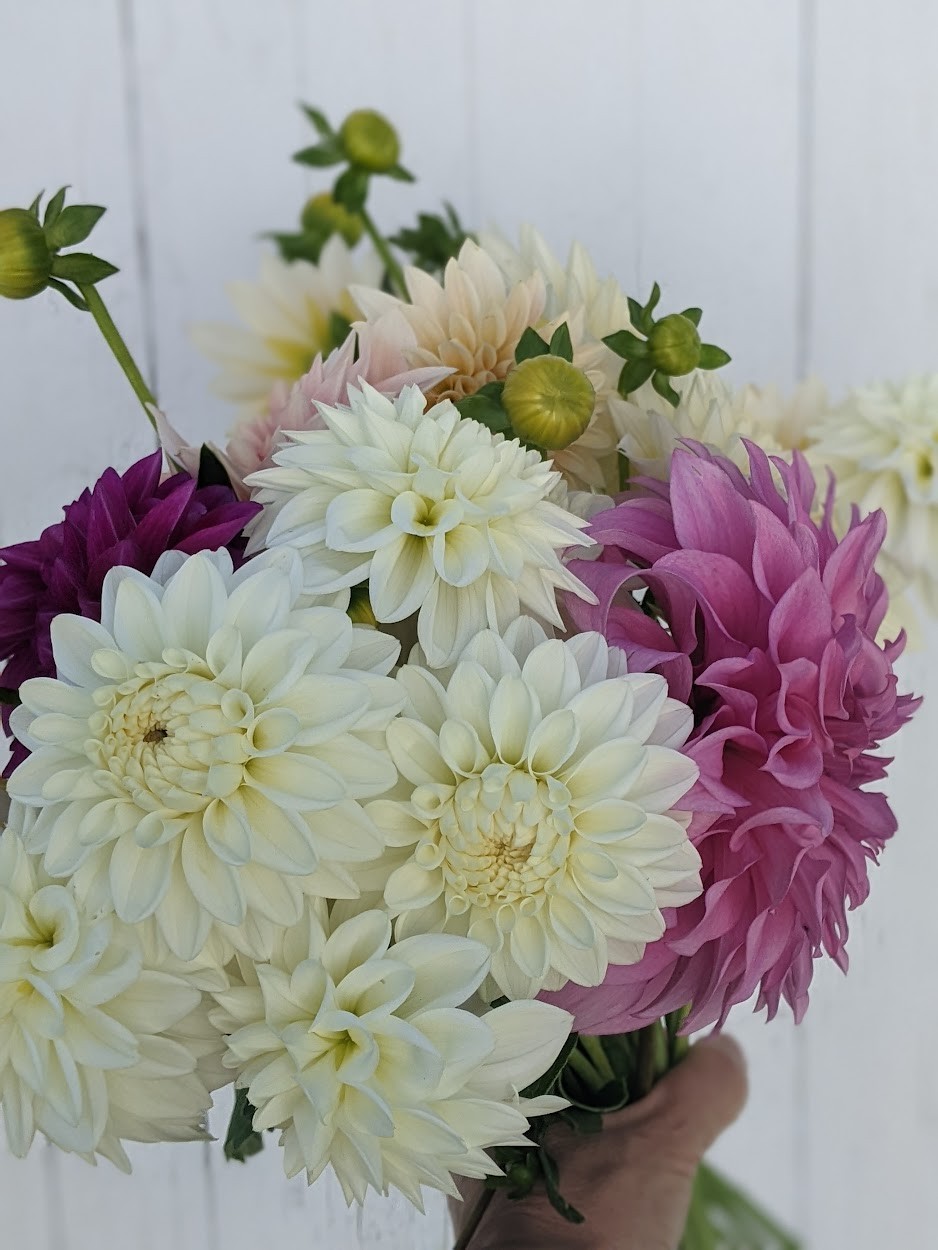 Dahlia tubers bulbs for planting – grown in Maryland