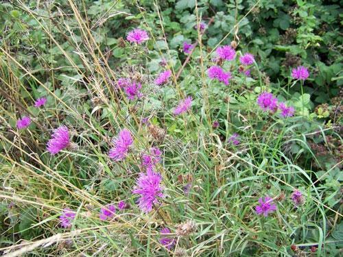 Centaurea nigra | Black or Lesser Knapweed | Hardheads | 10 Seeds