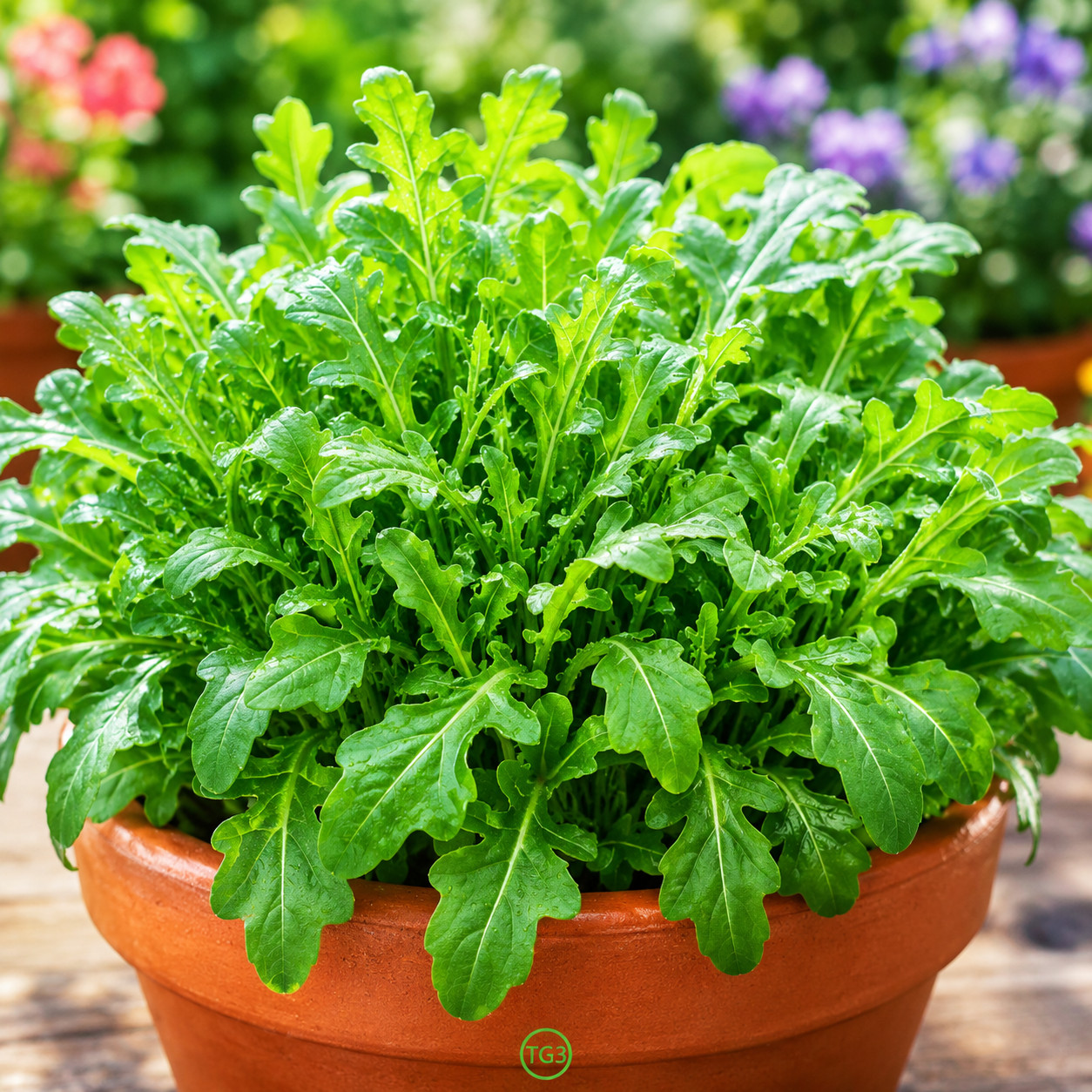 2000+ ARUGULA SEEDS FALL VEGETABLE GARDEN SALAD GREENS HERBS MICROGREENS NON-GMO