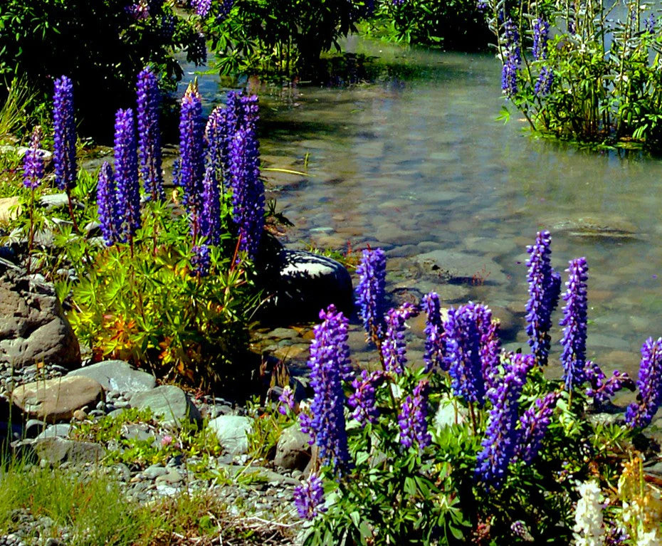The Governor Blue Russell Lupine Seeds – For 2025 Planting Deep-Blue Lupinus