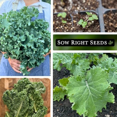 – Dwarf Siberian Improved Kale Seed for Planting – Non-GMO Heirloom Packet 4