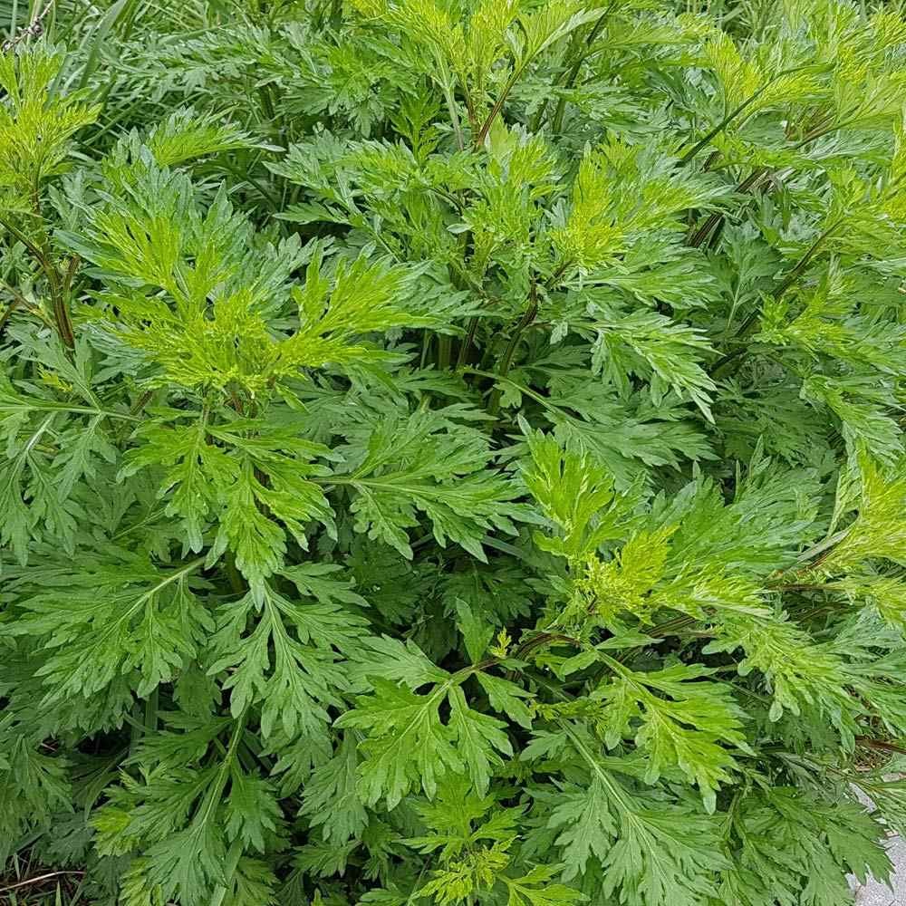 5000 Seeds Mugwort Herb Seeds For Planting – Artemisia Vulgaris