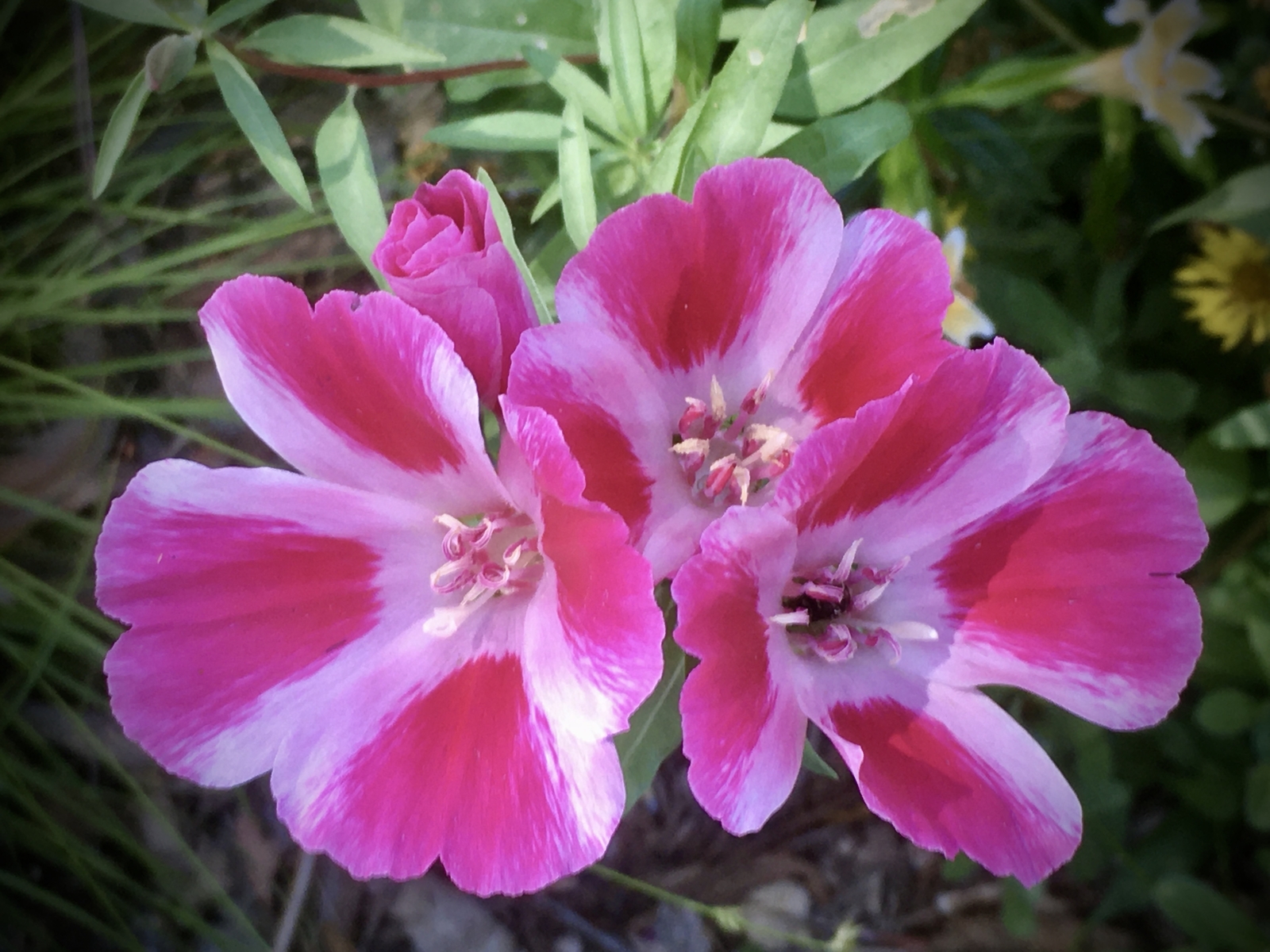1,000 DWARF FAREWELL TO SPRING Seeds (Clarkia amoena) | Free shipping
