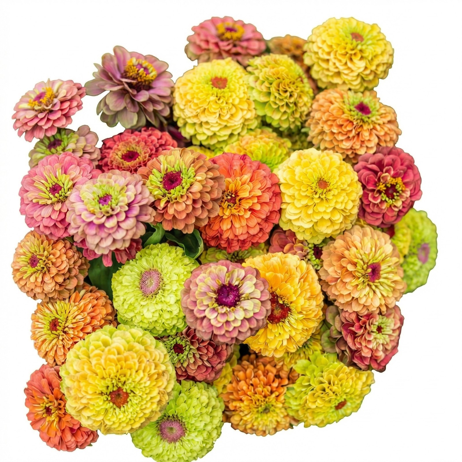 Zinnia QUEENY FORMULA MIX Cut Flower Garden Elegant Blooms Heirloom 25 Seeds