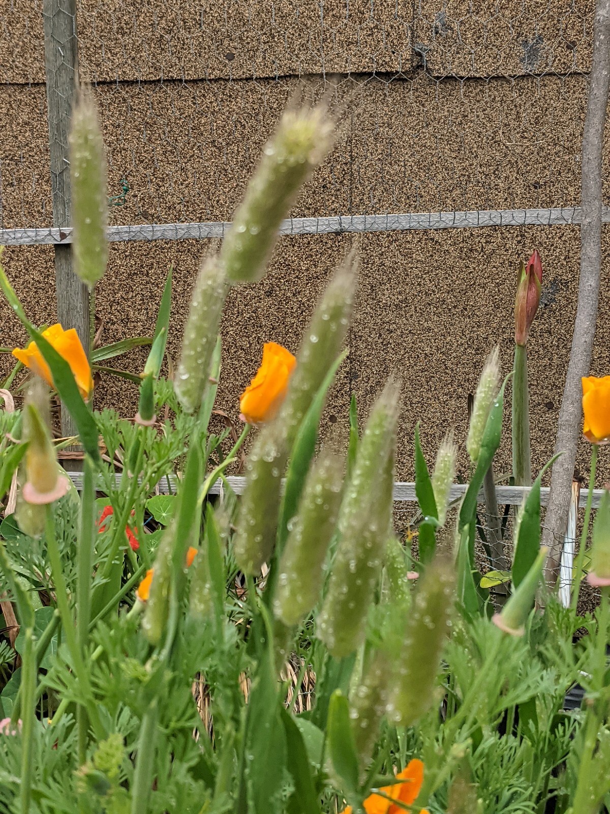 California “Gold Rush” Poppies (100+ SEEDS) Eschscholzia. USA Grown 2023 CROP