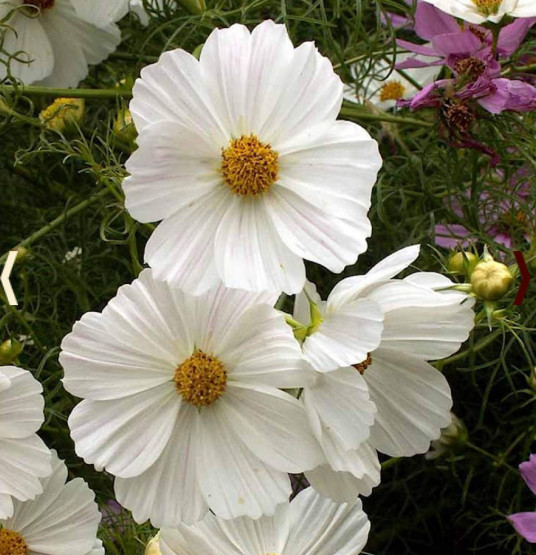 Landscaper’s Pack SIMPLY ROMANTIC Garden Mix White Pink Cut Flowers 1000 Seeds