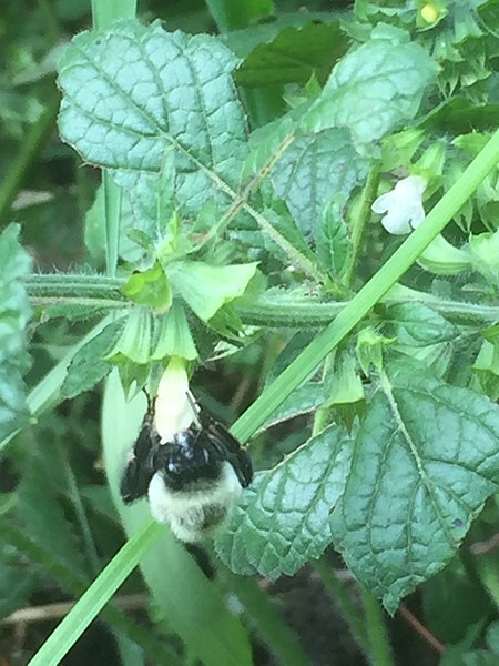 500 Lemon Balm Seeds – Melissa officinalis Seeds – Medicinal Herb – Non-GMO