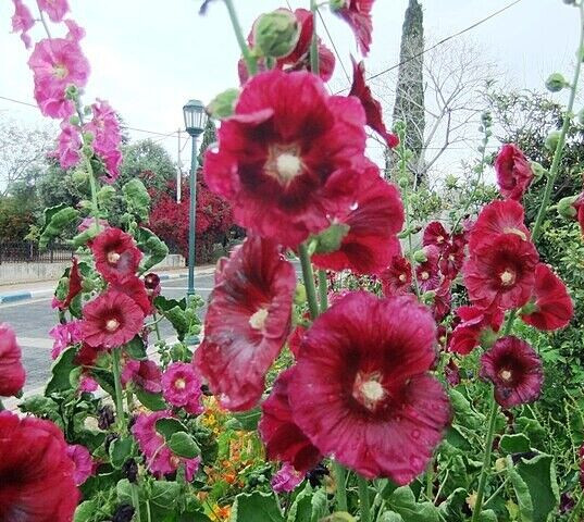 GIANT HOLLYHOCK MIXED COLORS 50 SEEDS, HARDY PERENNIAL, EZ TO GROW, USA SELLER