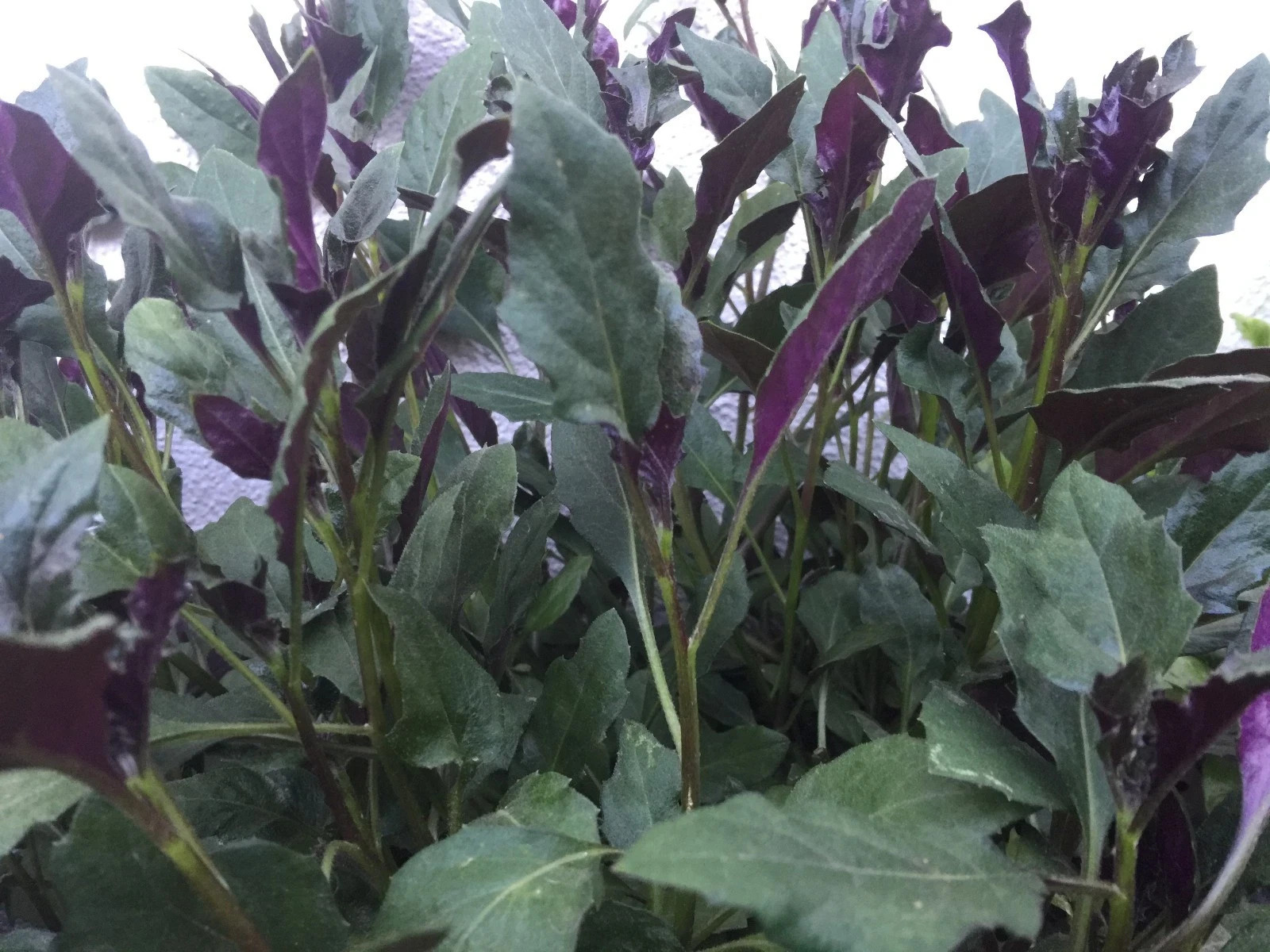 8 Okinawa Spinach, Handama, or Suizenjigusa, Gynura crepioides Cuttings