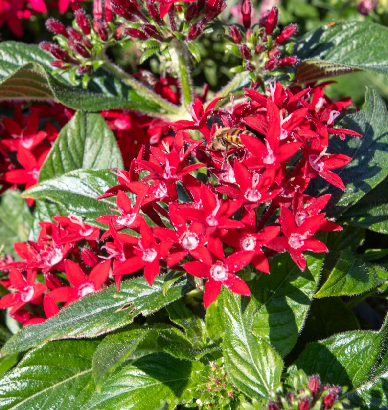 Set 2 Lil Red Pentas Plant – 4-8″ Tall – Compact Red Flowering Plant for Pollina