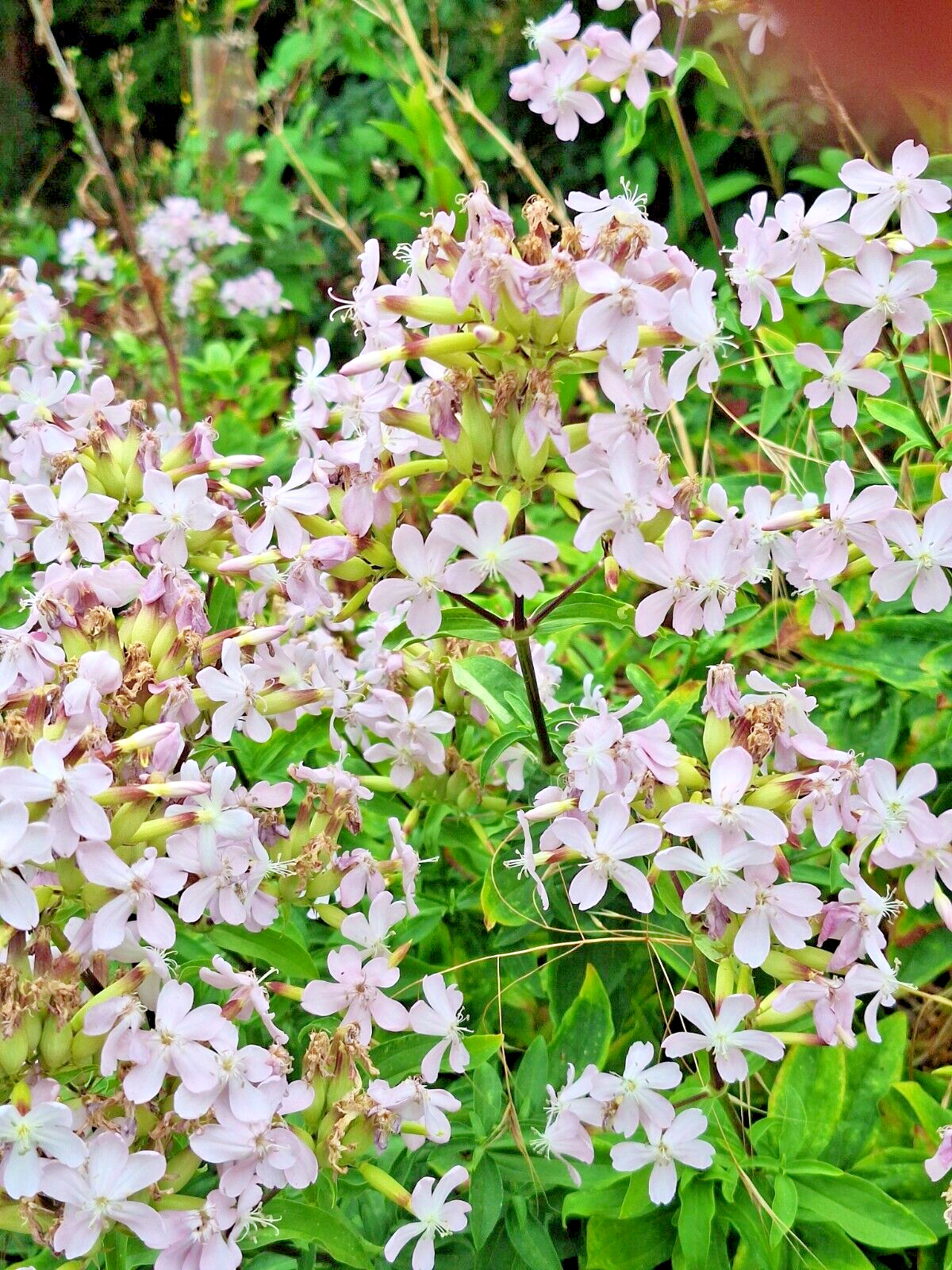 BLUSH PINK MALTICE CROSS 100 SEEDS. RARE COLOR, LYCHNIS CHALCEDONICA
