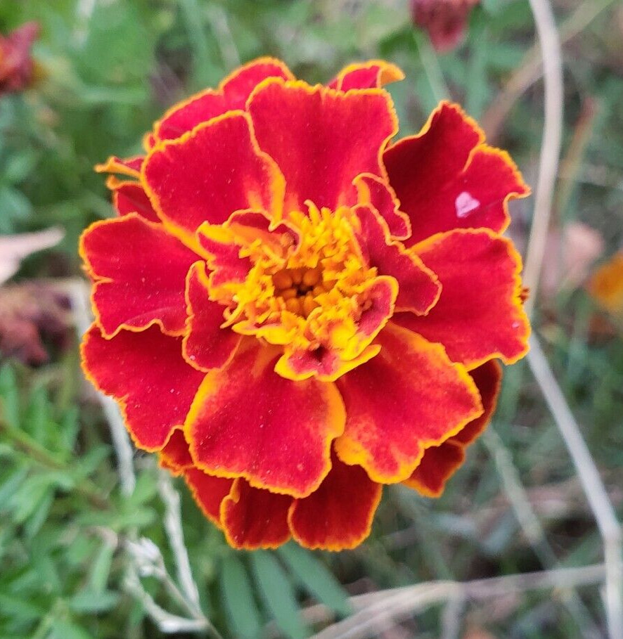 Sparky Mix Dwarf Marigold (200+ seeds) – drought tolerant and easy to grow!