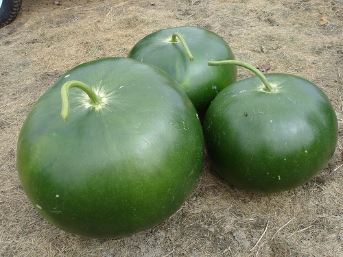 Bushel Basket Gourd, Lagenaria siceraria, Seeds (30-50 lbs)