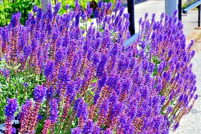 ENGLISH LAVENDER 100 SEEDS, AGUSTUIFOLIA MUNSTEAD, HARDY HERB, EZ TO GROW