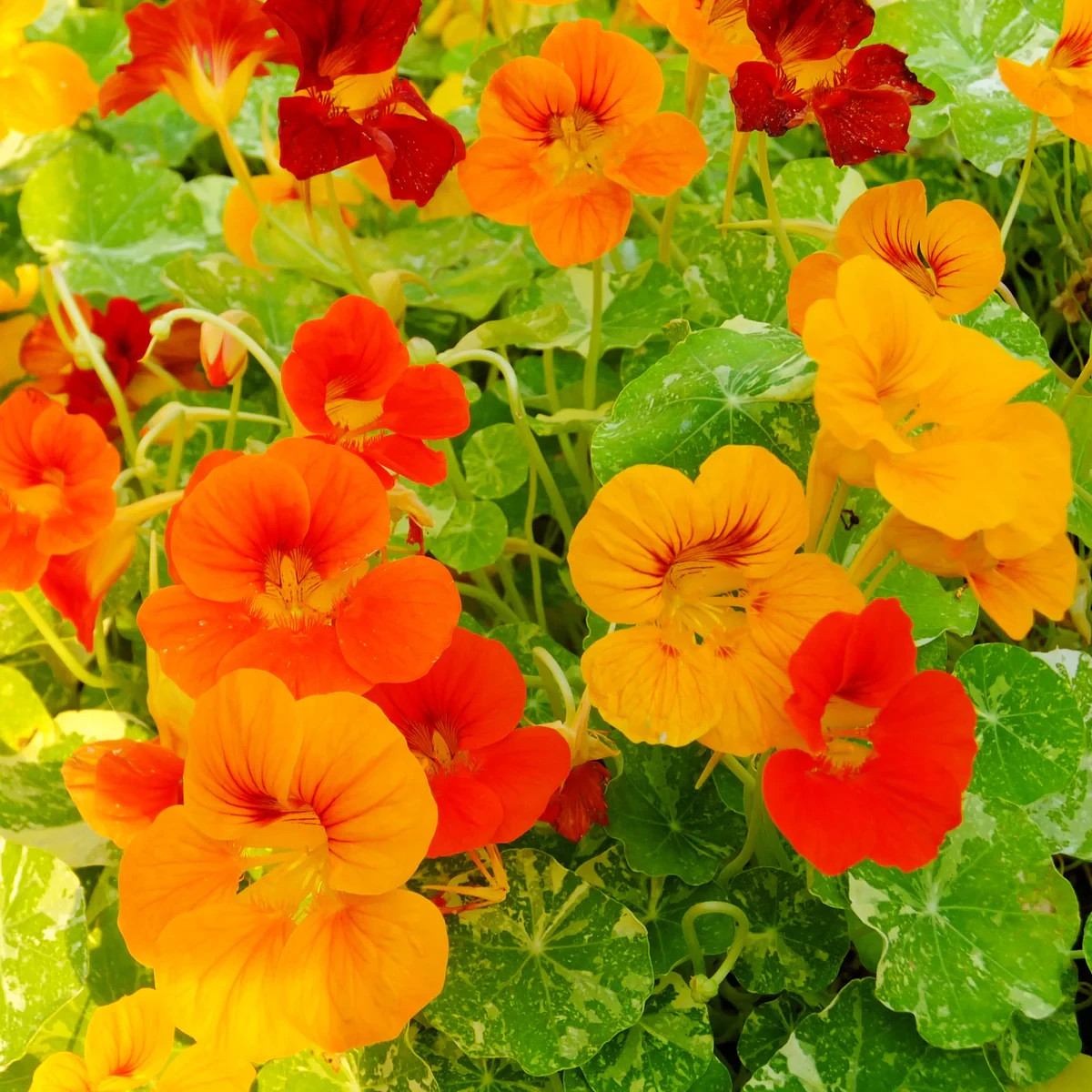 Alaska Nasturtium Seeds, Indian Cress, Monk’s Cress, Vibrant Colors, FREE SHIP