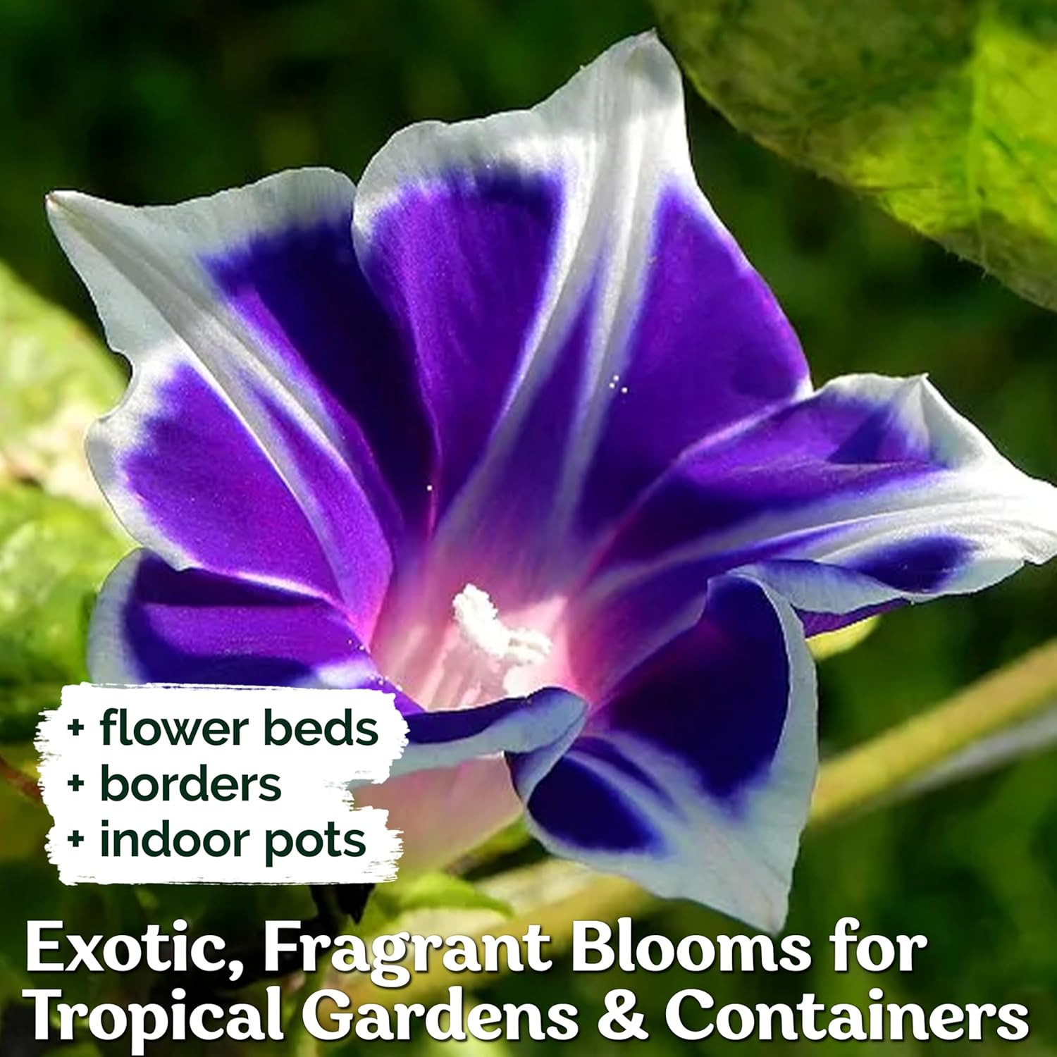 100Pcs/Pack Morning Glory Seeds Beautiful Perennial Flowers Seeds for Garden Qc�