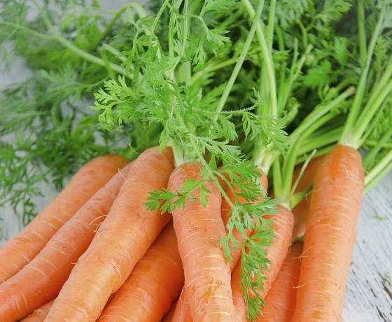 Carrot Seeds – Danvers 126, (Daucus carota)