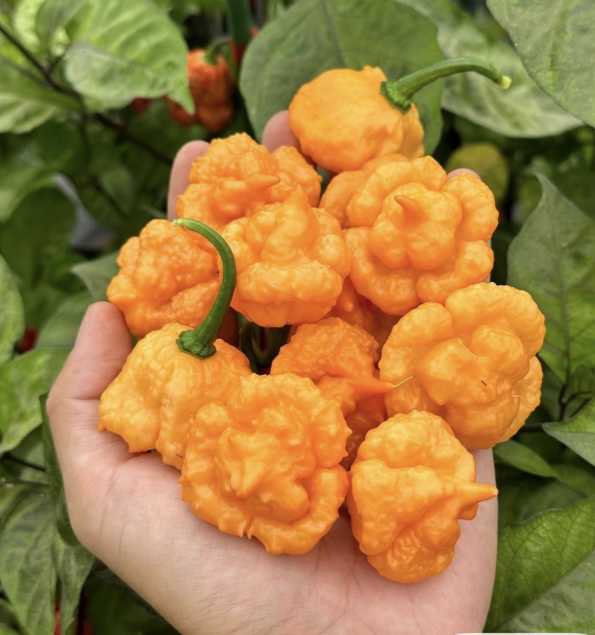 5 Peach Starkist Pepper Plants!! Healthy And Rooted!! Ready To Ship!!