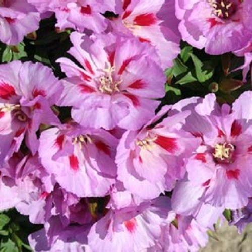 Lilac Godetia (Clarkia amoena) Satin Flowers Fresh Heirloom Seeds Non-GMO