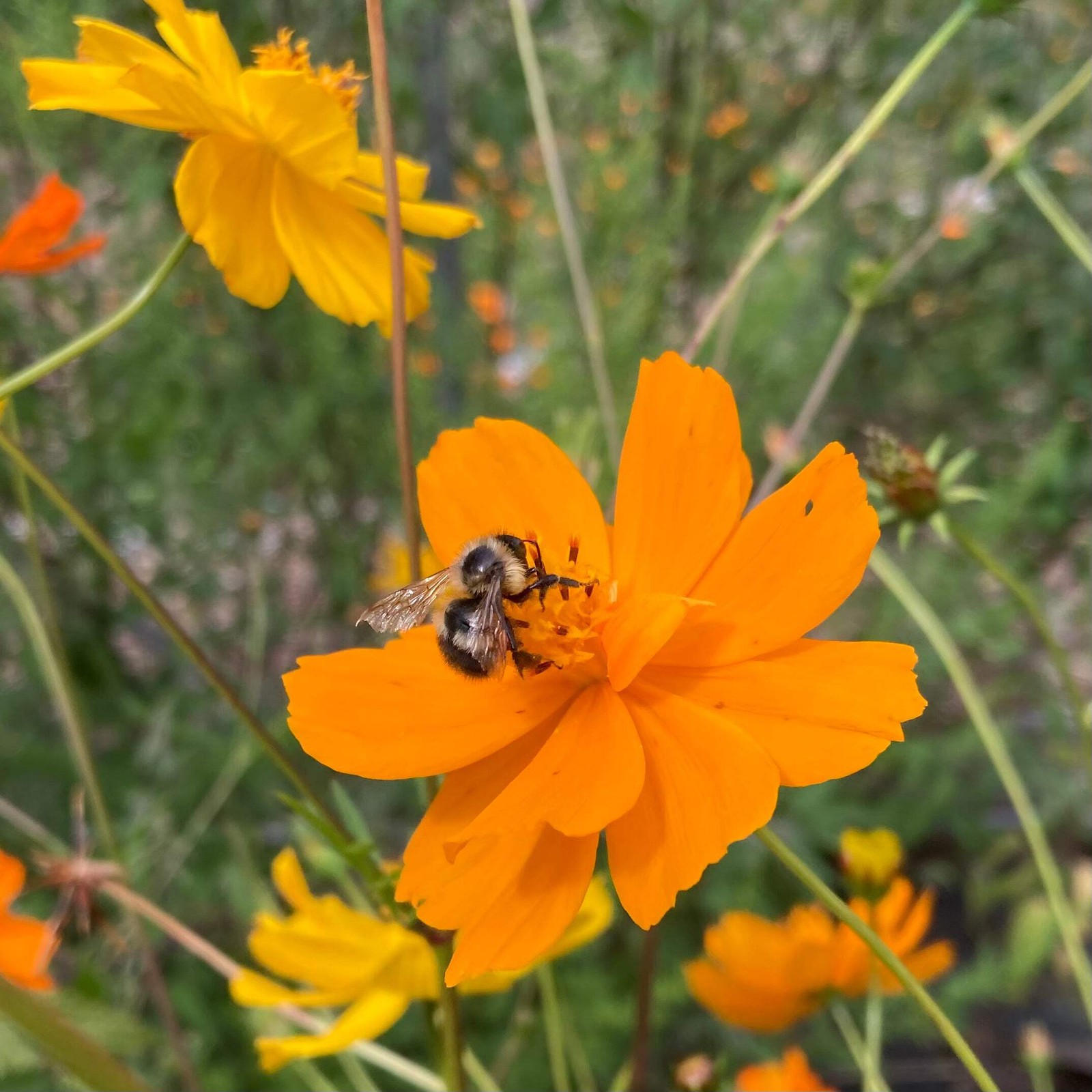 Orange Cosmos Seeds (Cosmos sulphureus) ~Dye Plant Wildflower Pollinator Garden