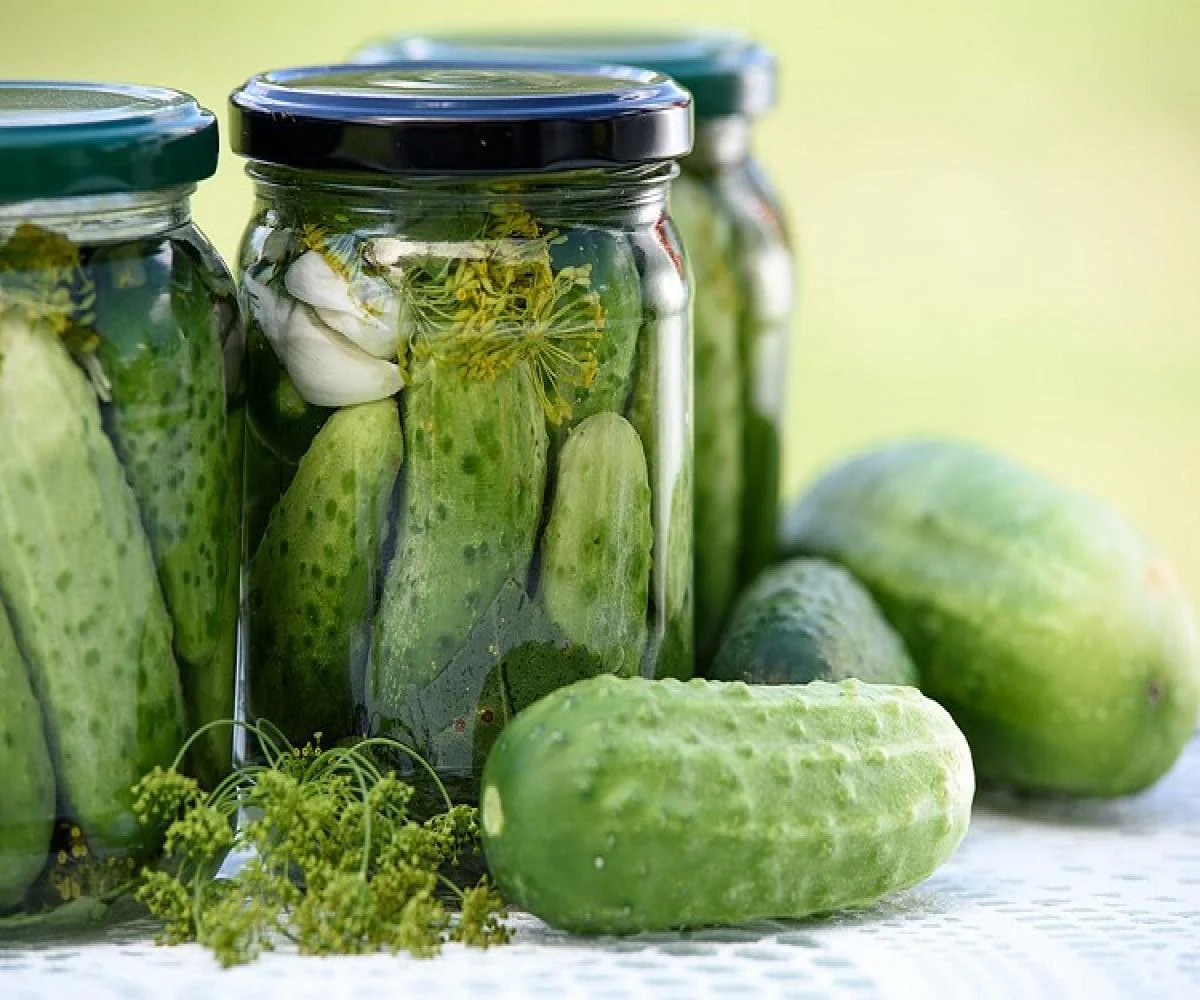 National Pickling Cucumber Seeds | Specially Bred Best Producer High Yields 2024