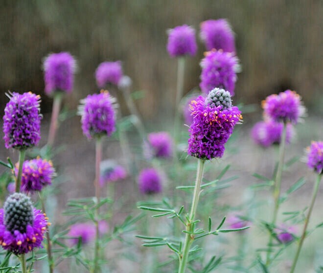 501+PURPLE PRAIRIE CLOVER Seeds Wildflower Nitrogen Fixing Drought Heat Cold