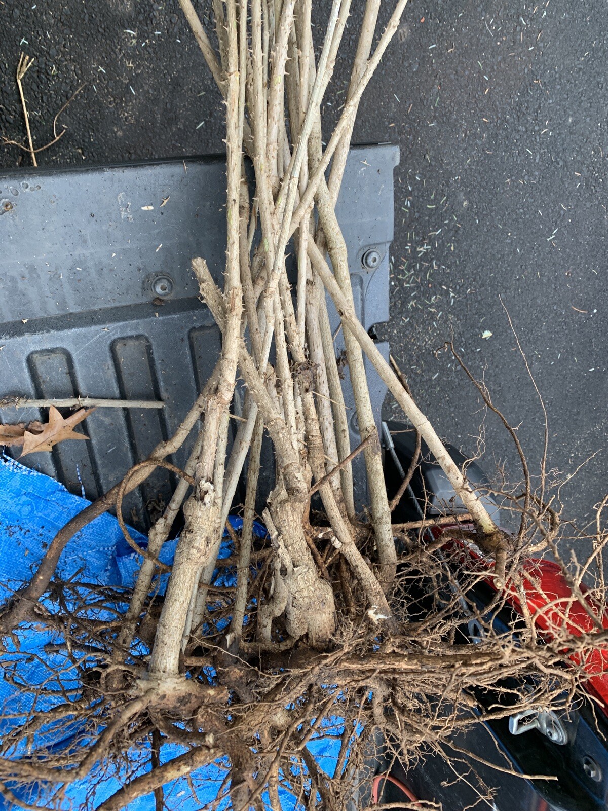 12-24 inches tall Aralia spinosa American Angelica Tree DEVIL’S WALKINGSTICK