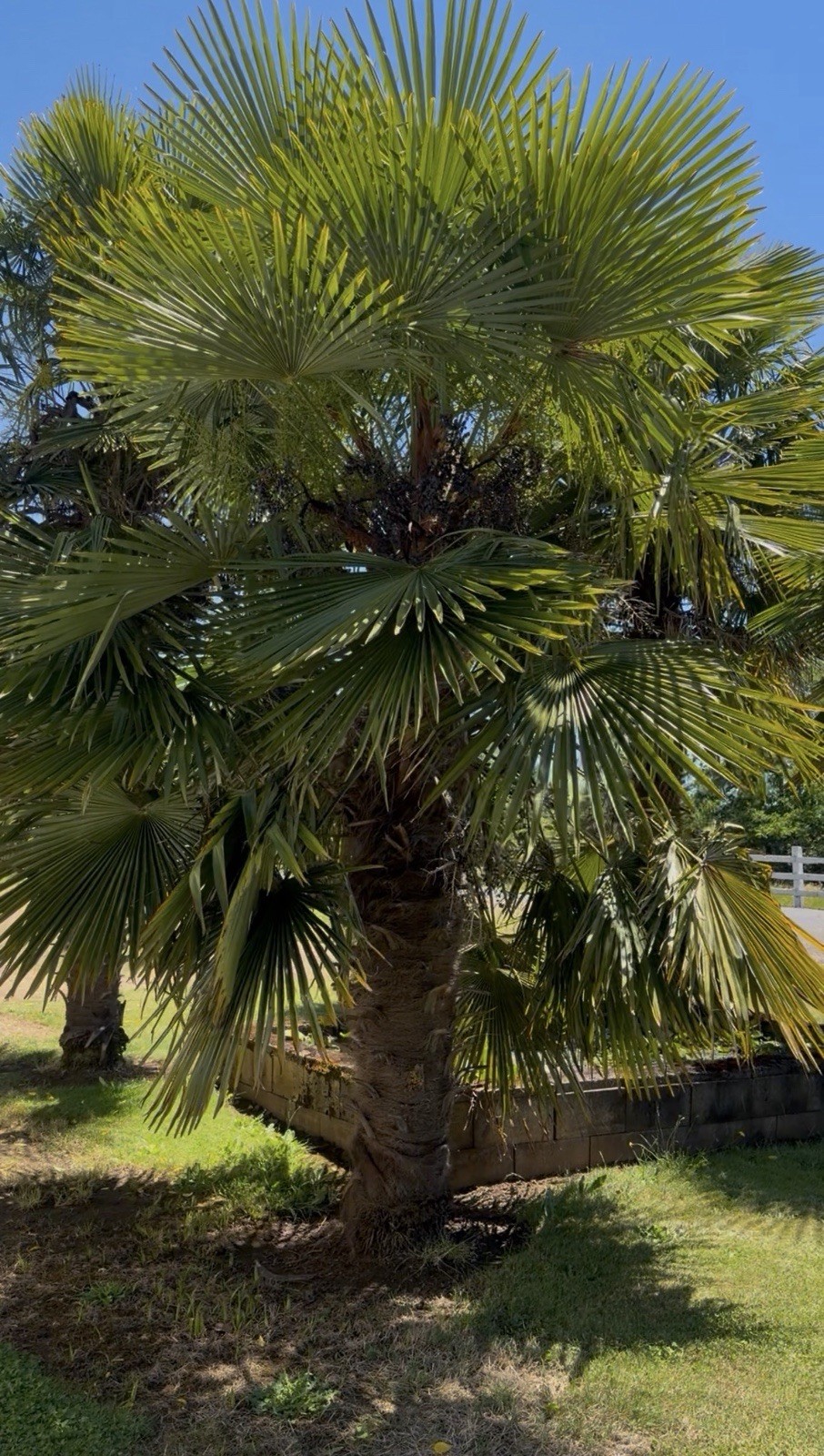Trachycarpus Takil – Worlds Most Cold Tolerant Trunking Palm Tree -4F Seeds