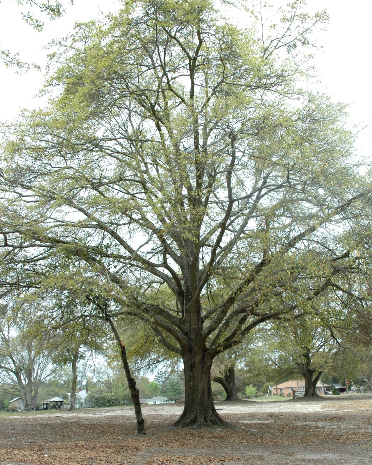 5 LAUREL OAK TREE Quercus Hemisphaerica Native aka Darlington Coastal Sand Seeds