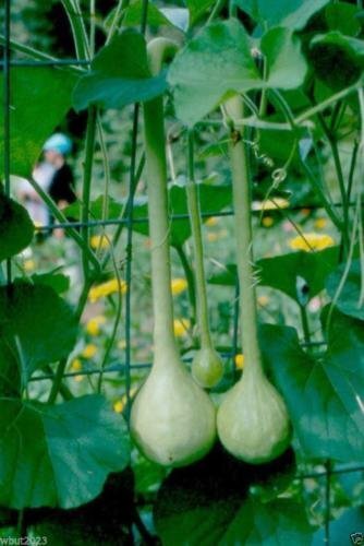 Dipper Gourd Seeds,12″ long necks and bulbs with a diameter of 5-7″