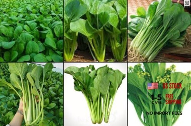 2500+ Seeds Brassica Juncea Choy Sum Mustard Yu Choy Sum Seeds, USA Chinese