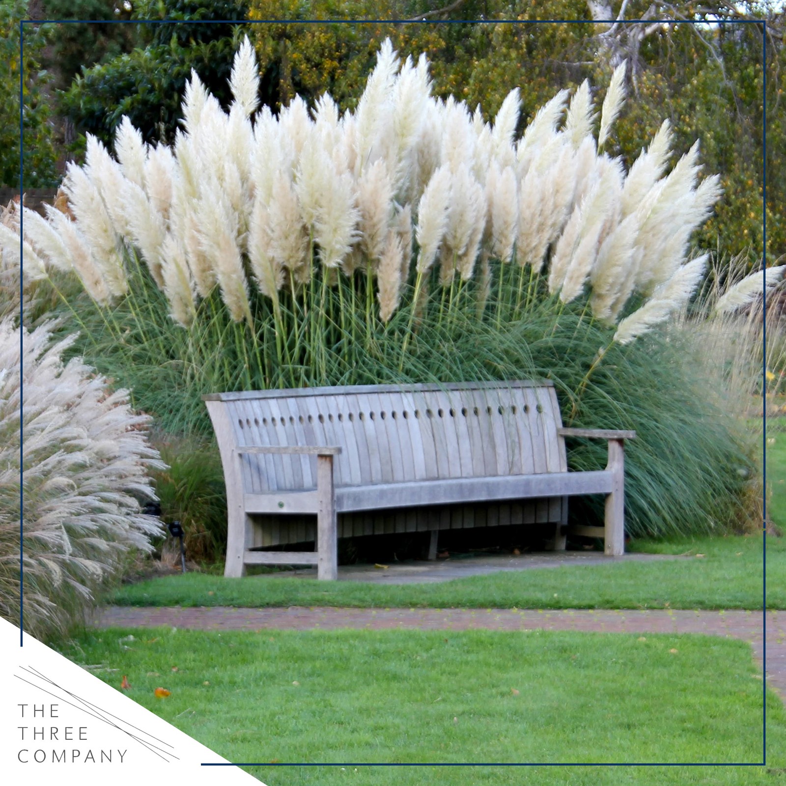 White Pampas Grass Perennial Accent Plant 10″ Tall in 1.5 Qt Pot
