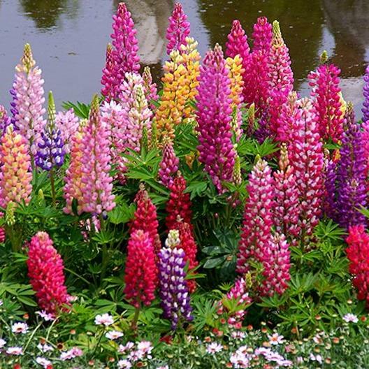 Russell Lupine LANDSCAPER’S PACK BULK Perennial 250 Seeds FALL PLANTING Non-GMO