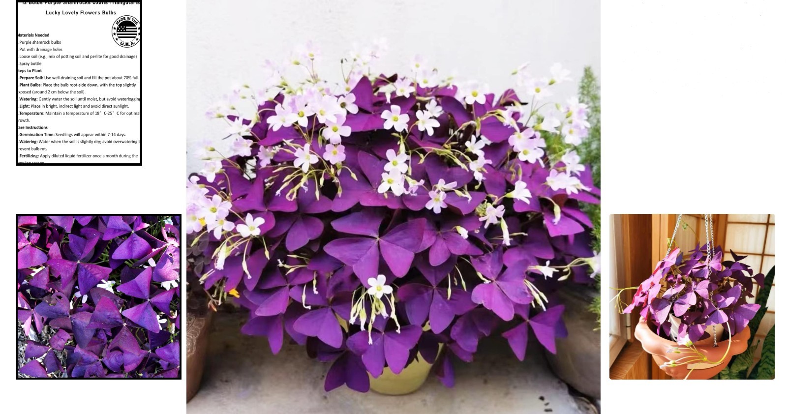 12+ Healthy Purple Shamrock Bulbs for Effortless Indoor & Outdoor Gardening