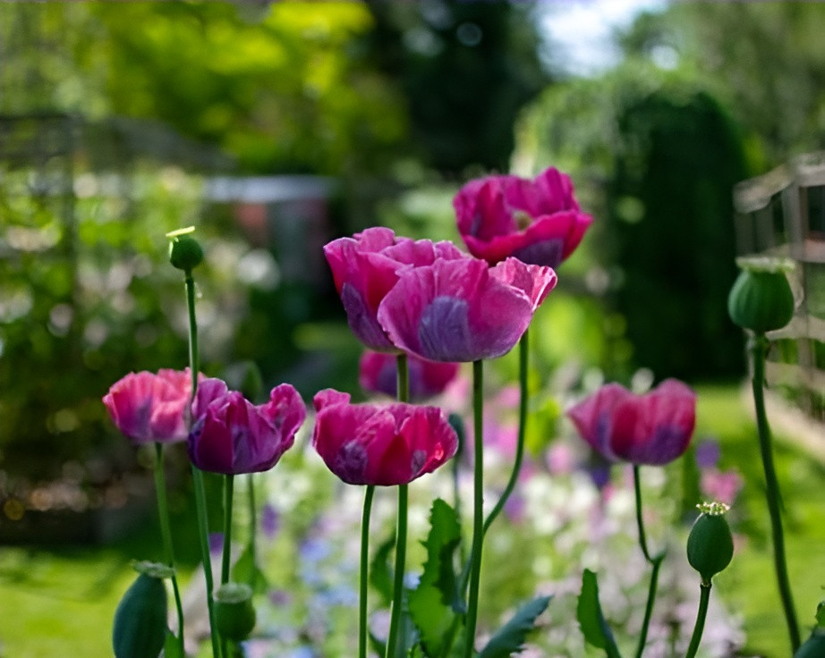 500 Giant Rattle Poppy Seeds – P. Somniferum Stunning Giant Flowers & Seed Heads