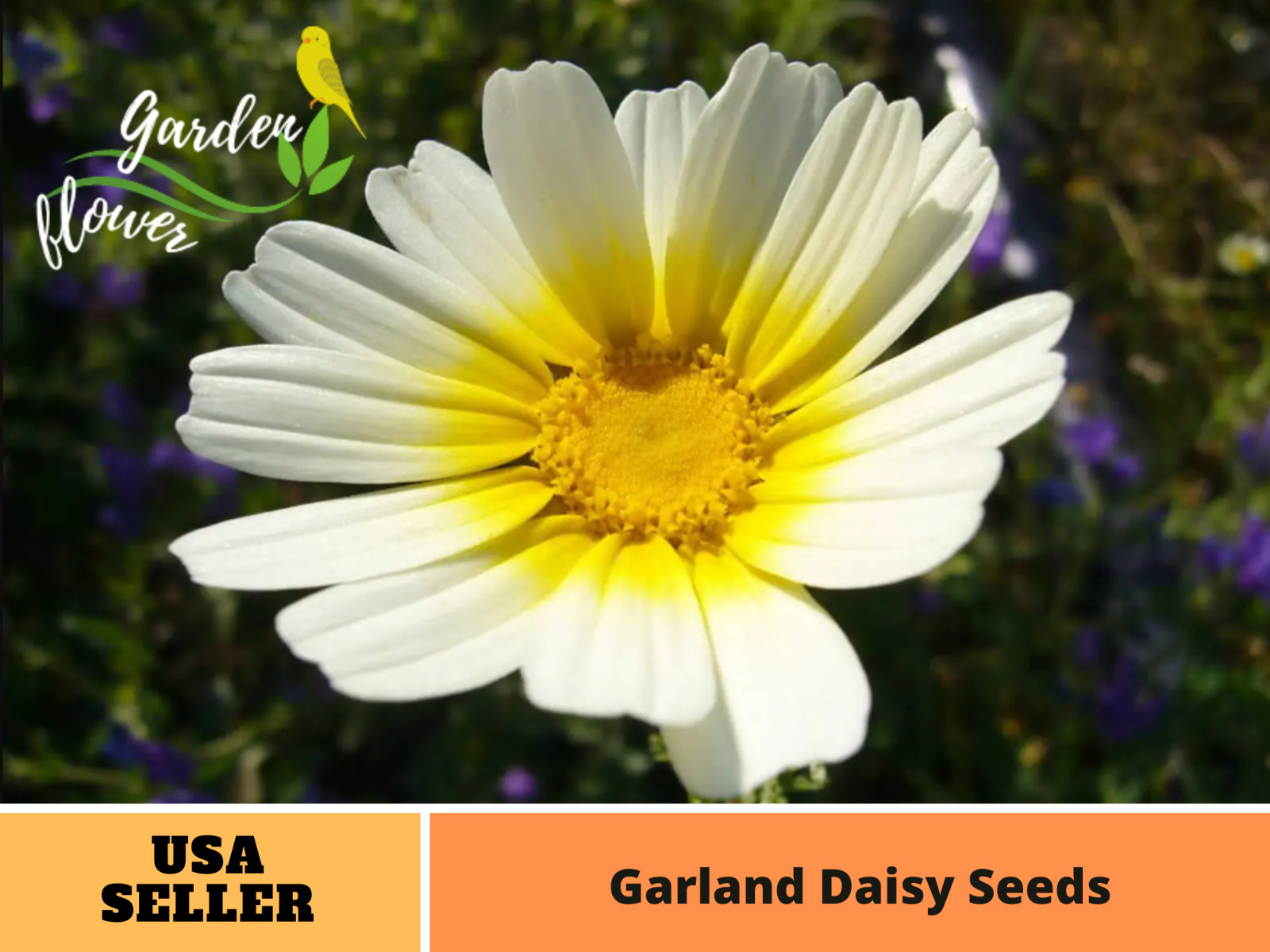 100 Seeds| Garland Daisy Seeds #N011