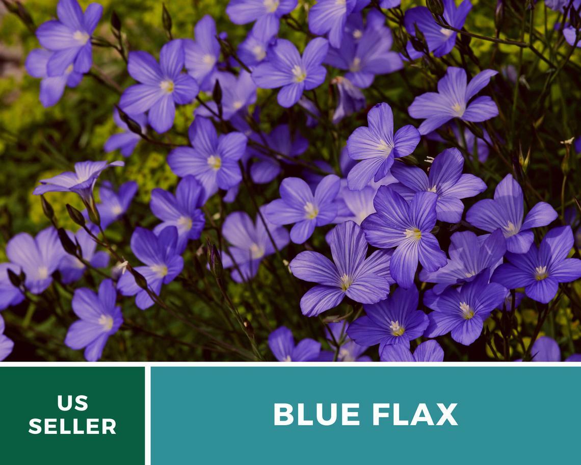 Flax, Blue – “Prairie Flax” – 100 Seeds – Stunning Flowers – Sow Spring or Fall
