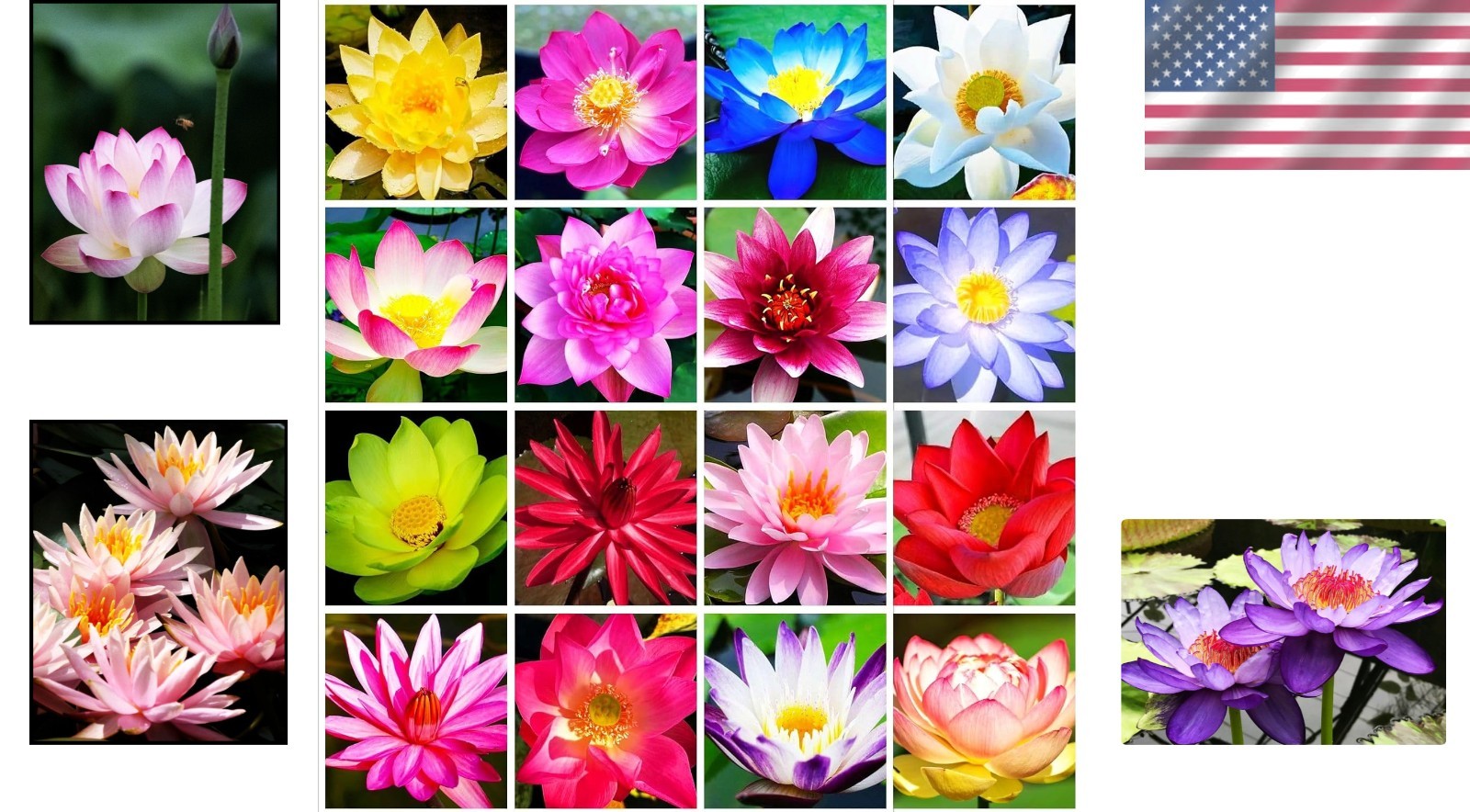 30 PCS Non-GMO Bowl Lotus Seeds – Vibrant Pink, Purple & Red Aquatic Flowers