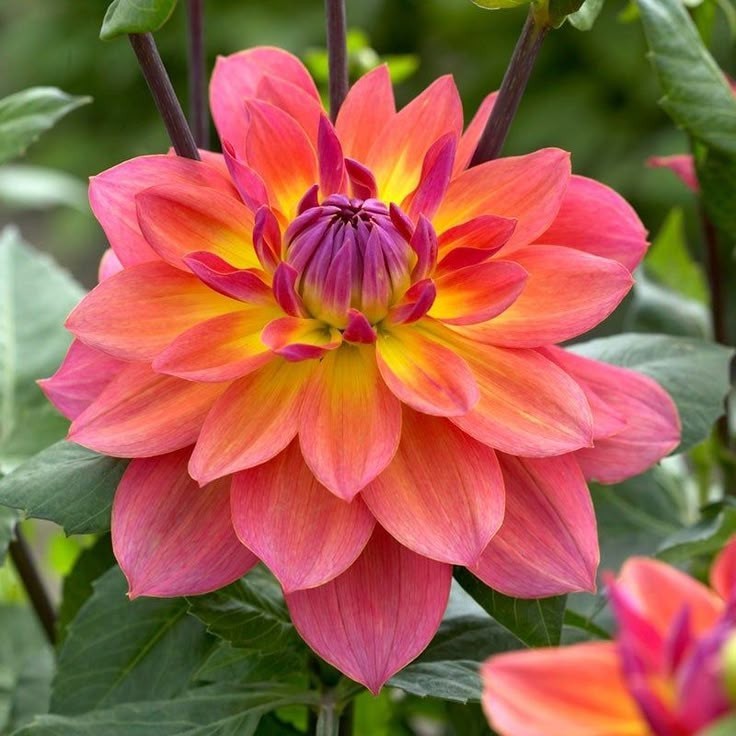 25 Dahlia Seeds Perennial Heirloom Pollinator Flower Flowers “Melissa Ann”