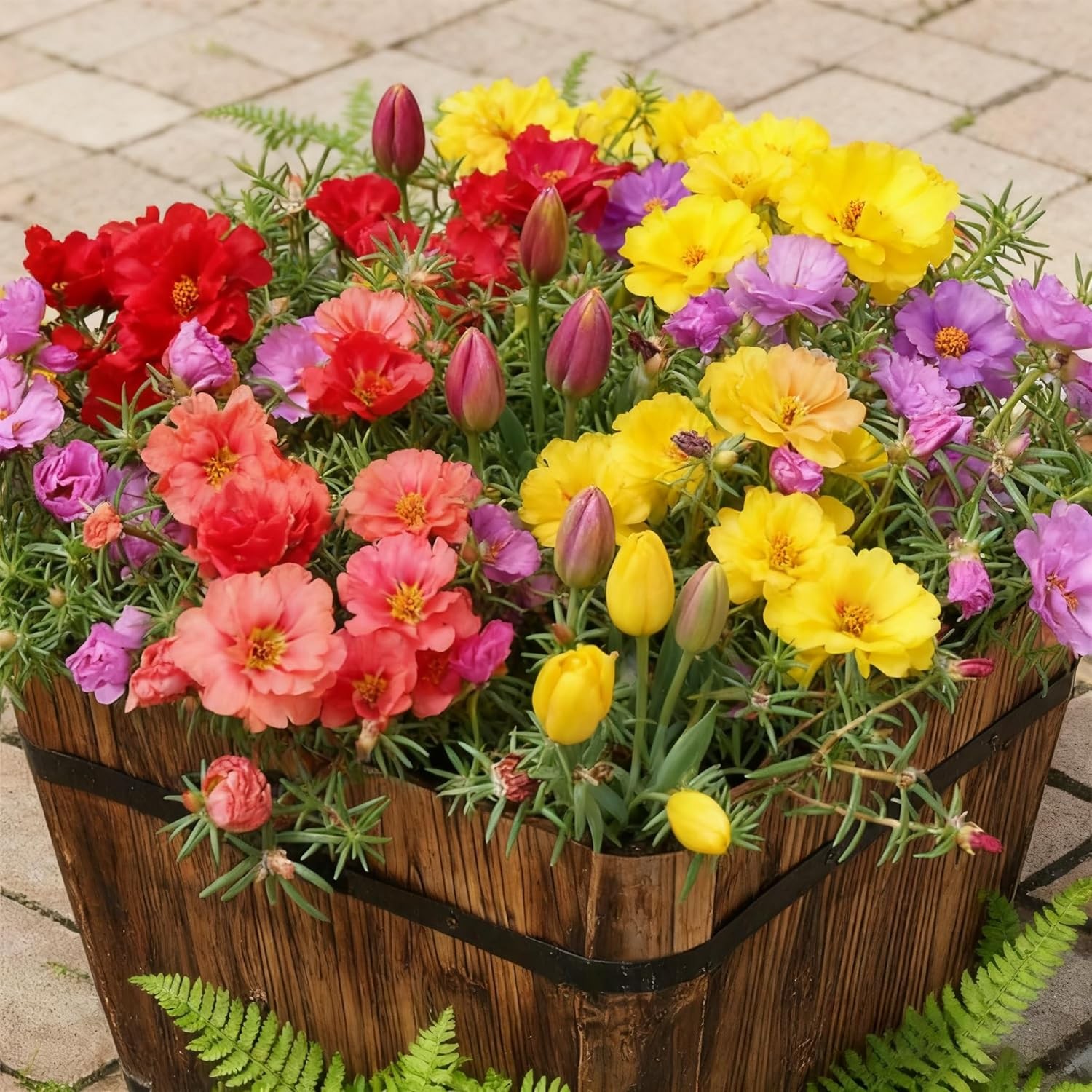 Mixed Color Portulaca Grandiflora Seeds, 20000 Double Moss Rose Seeds for Planti